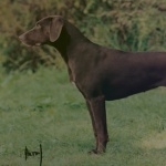 German Shorthaired Pointer breed