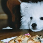 Japanese Spitz free wallpapers