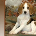 American Foxhound free wallpapers