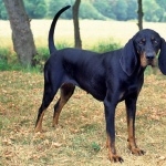 Black and Tan Coonhound high definition photo