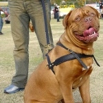 Dogue de Bordeaux free