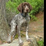 German Shorthaired Pointer new photos