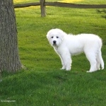Great Pyrenees new wallpapers