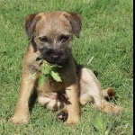 Border Terrier high definition wallpapers