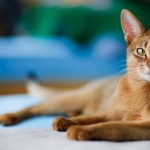 Abyssinian cat wallpapers