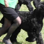 Black Russian Terrier free