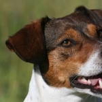 Jack Russell Terrier photos