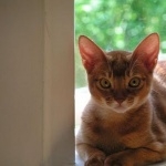 Abyssinian cat free wallpapers
