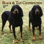 Black and Tan Coonhound high quality wallpapers