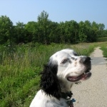 English Setter high quality wallpapers