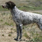 German Shorthaired Pointer high definition photo