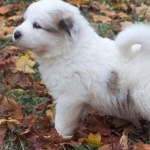 Great Pyrenees new wallpaper