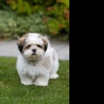 Lhasa Apso high quality wallpapers