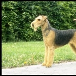 Airedale Terrier high definition photo