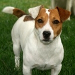 Jack Russell Terrier free download