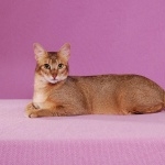 Abyssinian cat free