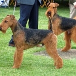 Airedale Terrier funny