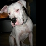 Dogo Argentino free wallpapers