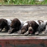 German Shorthaired Pointer image