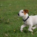 Jack Russell Terrier hd photos