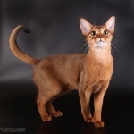 Abyssinian cat free download