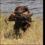 American Water Spaniel new wallpapers
