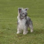 Chinese Crested Dog high quality wallpapers