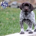 German Shorthaired Pointer download