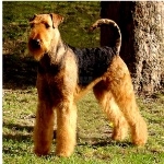 Airedale Terrier high quality wallpapers