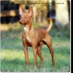Andalusian Hound breed