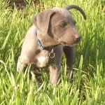 Blue Lacy download