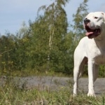 Dogo Argentino new wallpapers