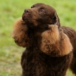 English Water Spaniel new wallpapers