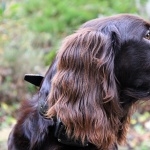 German Longhaired Pointer photo