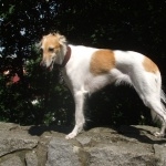 Longhaired Whippet new photos