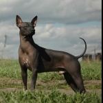 Mexican Hairless Dog images
