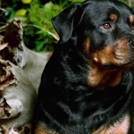 Rottweiler high quality wallpapers