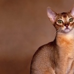 Abyssinian cat cute