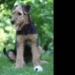 Airedale Terrier wallpaper