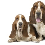Basset Hound high quality wallpapers