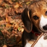 Beagle new photos
