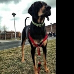 Black and Tan Coonhound funny