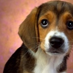 Puppy high definition wallpapers