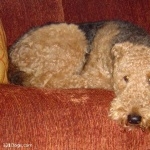 Airedale Terrier images