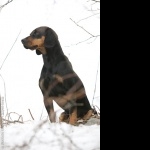 Austrian Black and Tan Hound free download