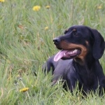 Black and Tan Coonhound photo