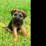 Border Terrier high quality wallpapers