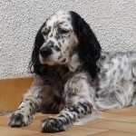 English Setter wallpapers