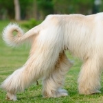 Afghan Hound high quality wallpapers
