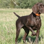 German Shorthaired Pointer wallpapers